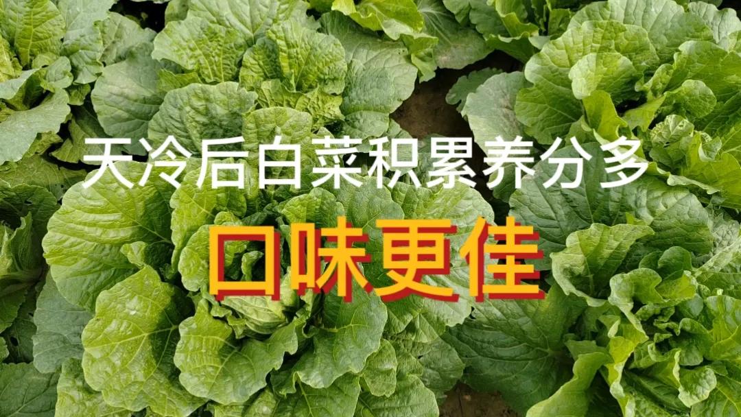 #为什么天冷后白菜更好吃#大白菜是秋冬季人们餐桌上的重要蔬菜。大家都有体会，就是