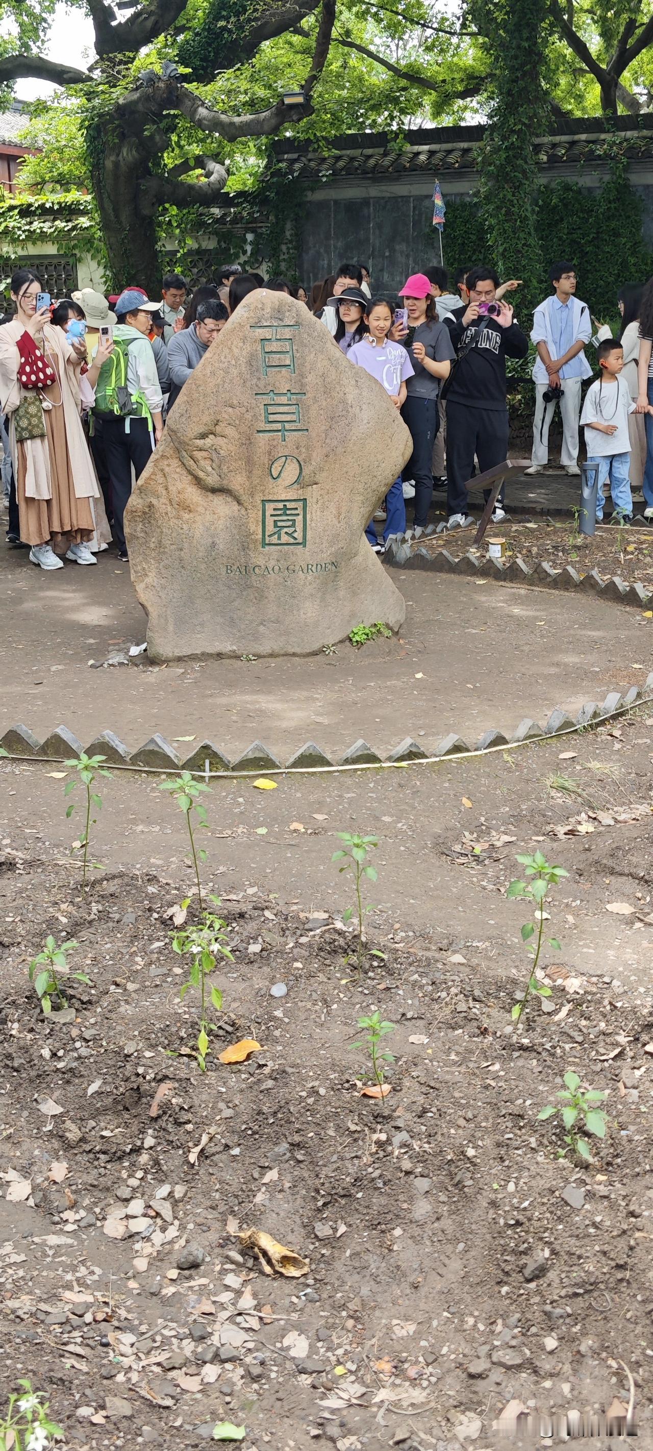 循着文字的脚步，我来到百草园。那块刻着“百草の園”的石头前，游人如织。树下的泥土