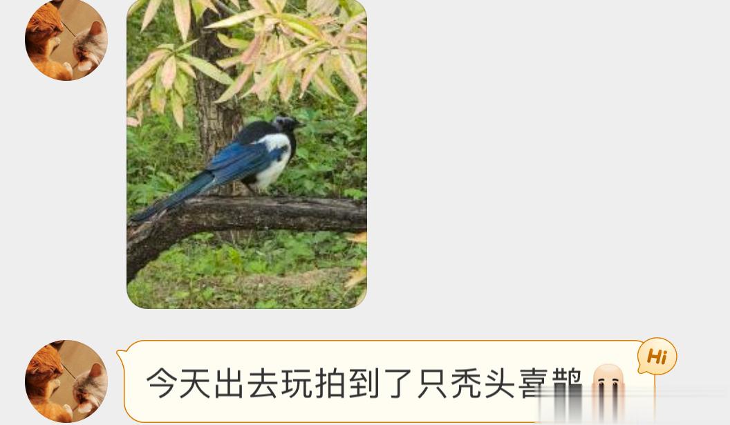 #鸟粉投稿# 地中海发型的喜鹊🙊就挺秃然的… ​​​