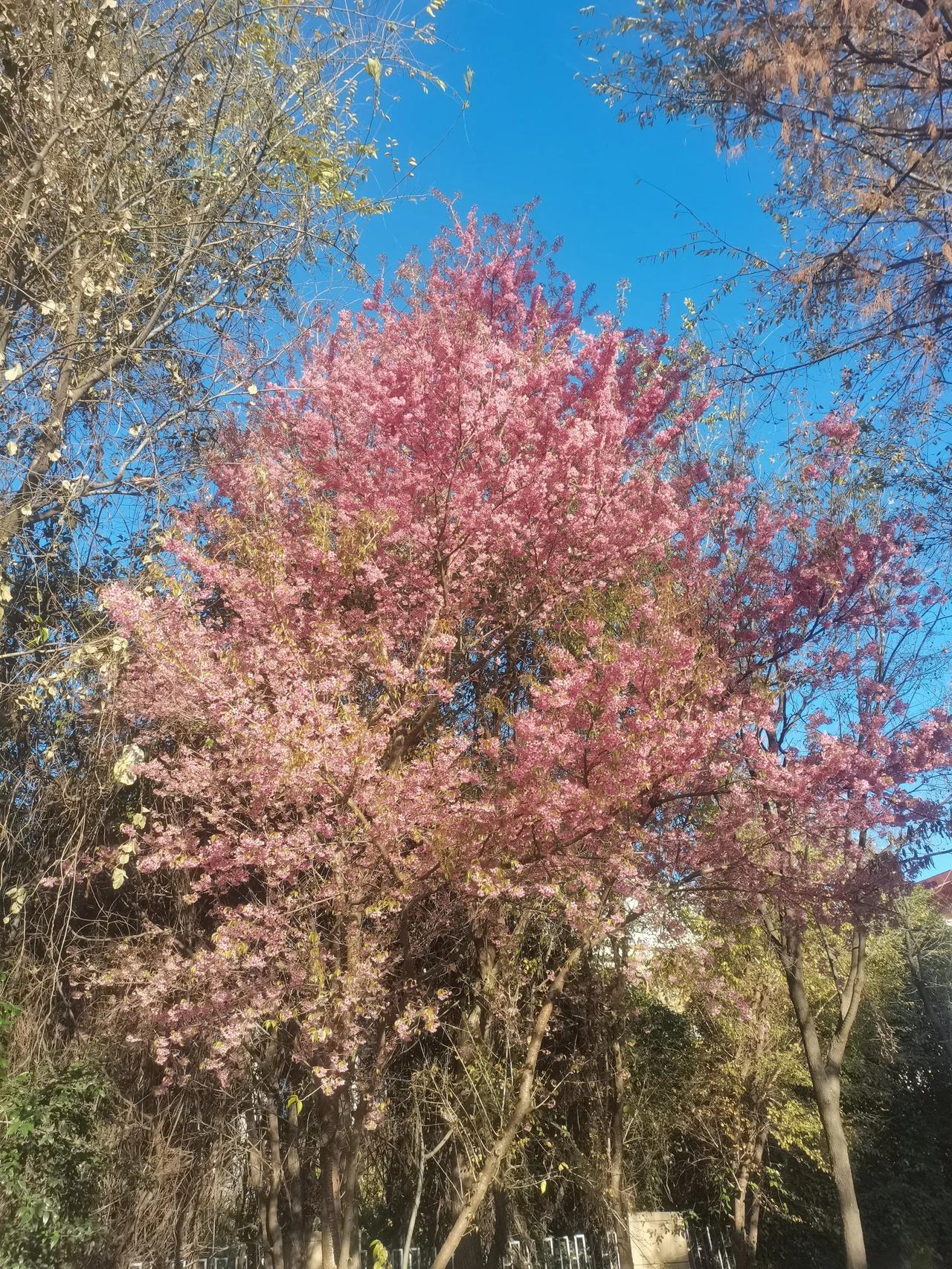 喜欢昆明的气候
以前在义乌植物的多肉养起来又费力费心，一不小心还会养挂了，特别是