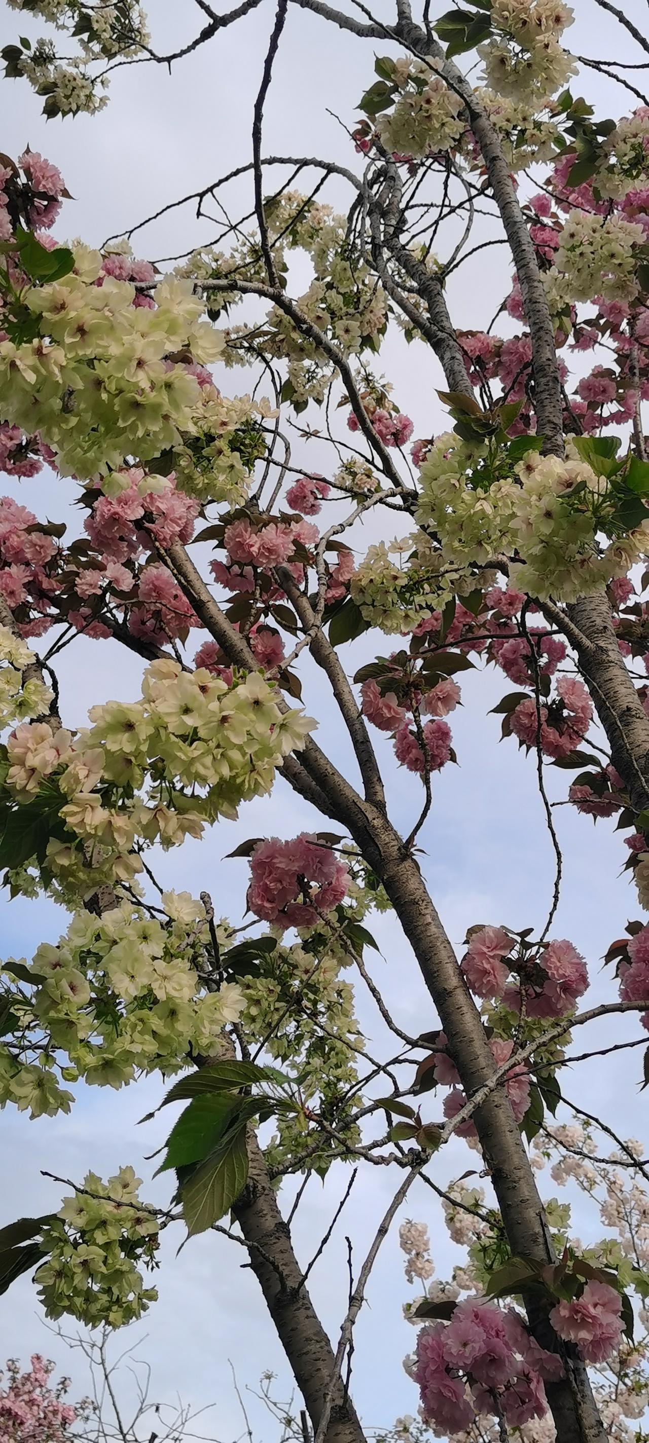 分享你的金句真正的成熟，是学会与问题共存，并执着于一个完美的答案。