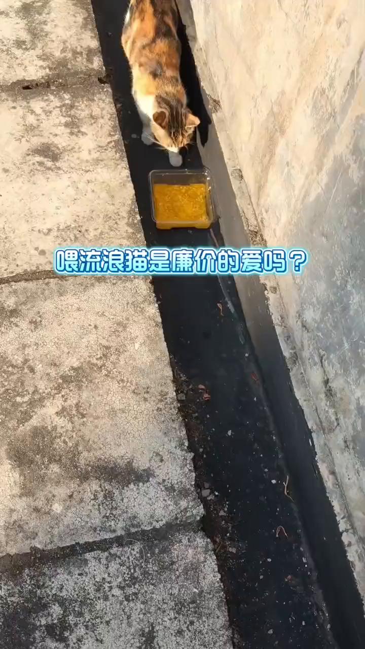 喂流浪猫是廉价的爱吗？
我给流浪猫吃的都是很好的猫粮，还经常做猫饭。看看这真材实
