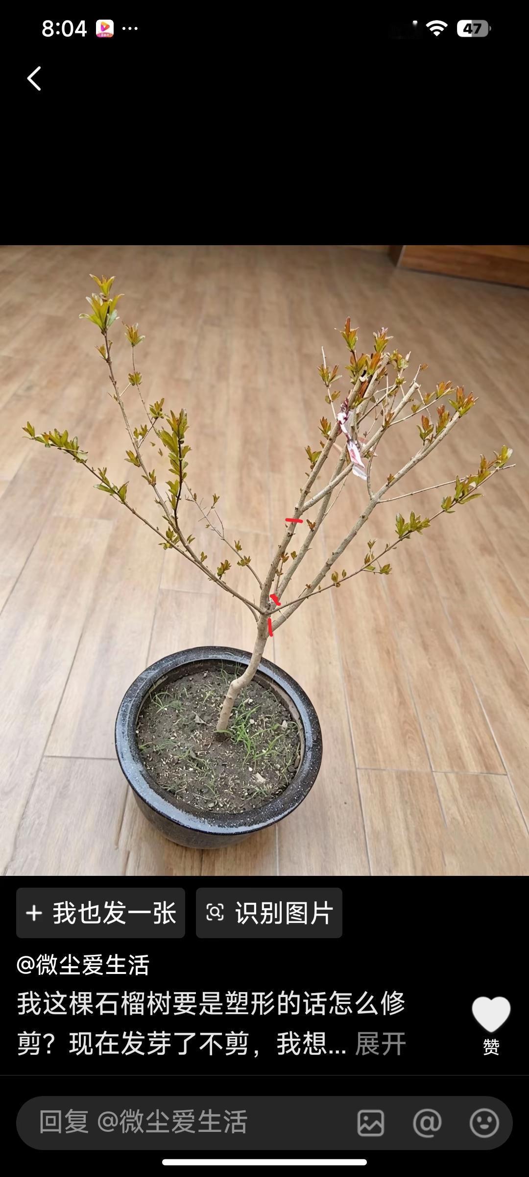 我回复了@微尘爱生活 的评论：
主枝过多，不利于开花结果，造型不美观，盆栽树形好