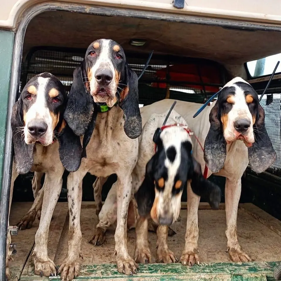 法国🇫🇷圣东基猎犬。打猎你们会选择这种超大耳朵的狗吗🤔🤔🤔
