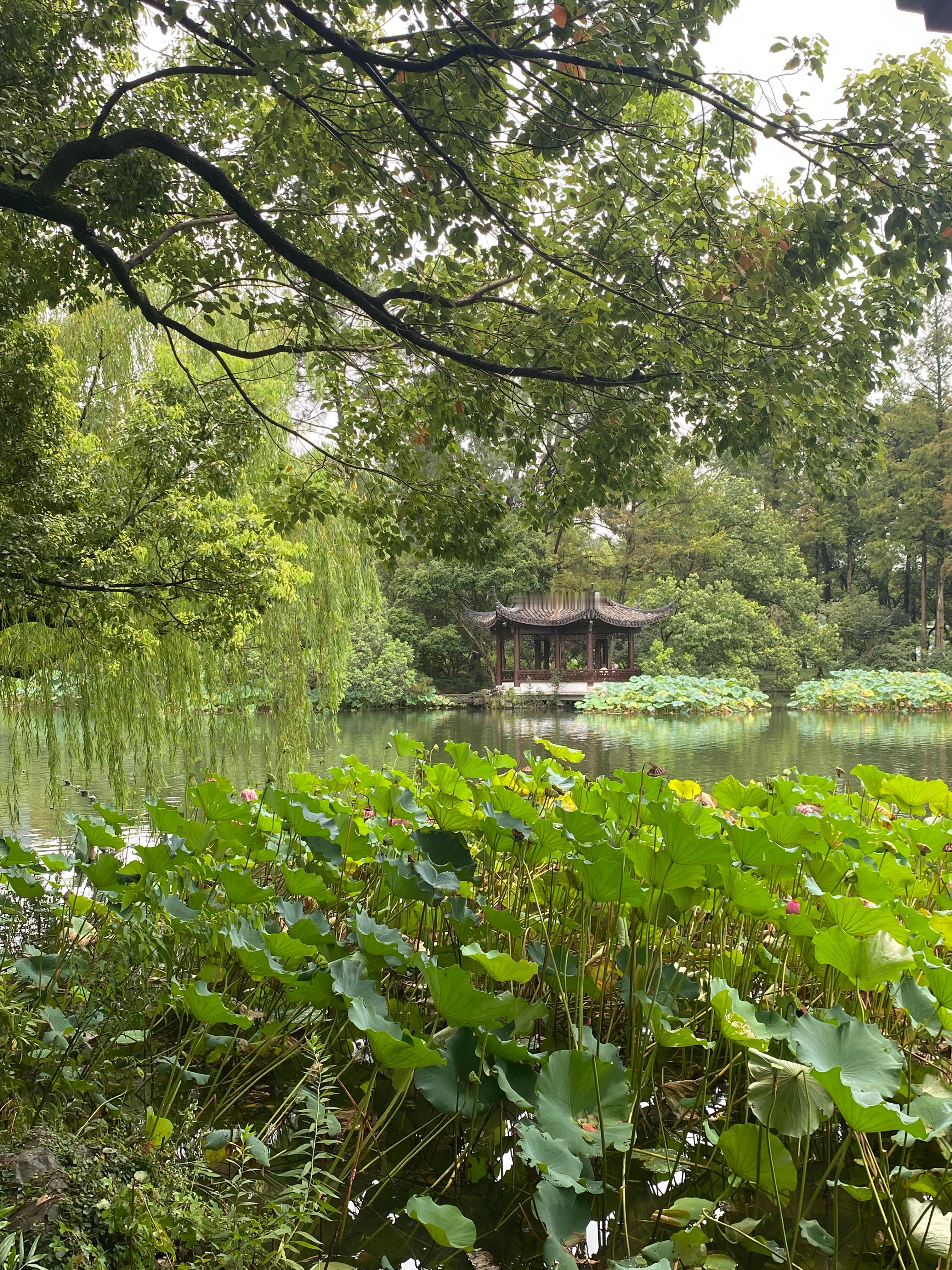 将将将将!今日颖业 🍃🍃🍃 杭州·杭州西湖风景名胜区-花港观鱼