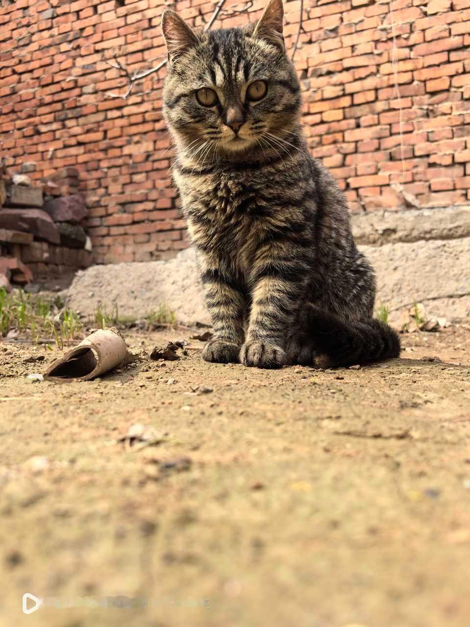 8603【外婆家的ฅ^•ﻌ•^ฅ】好亲人好可爱的[可怜] ​​​