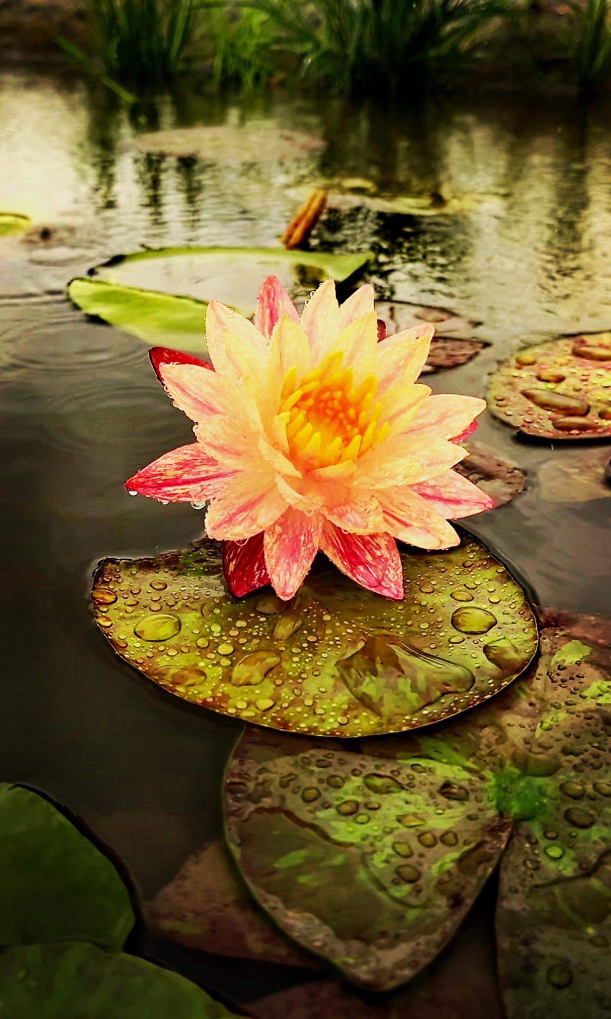 随手拍摄美丽的花朵随手拍～