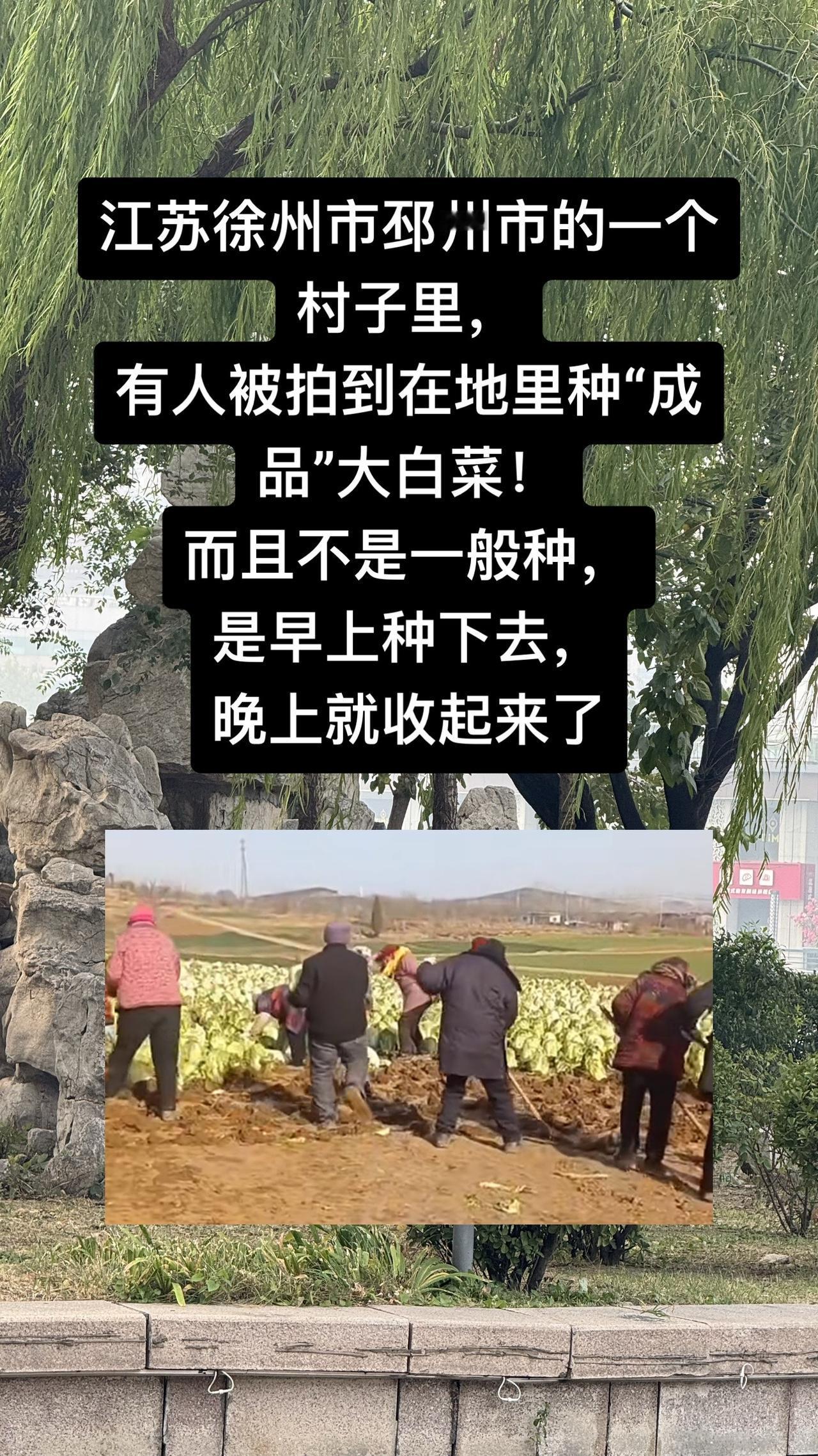 一辆装满大白菜的货车开到地头，车上拉的全是已经长好的大白菜。地里已经种得密密麻麻
