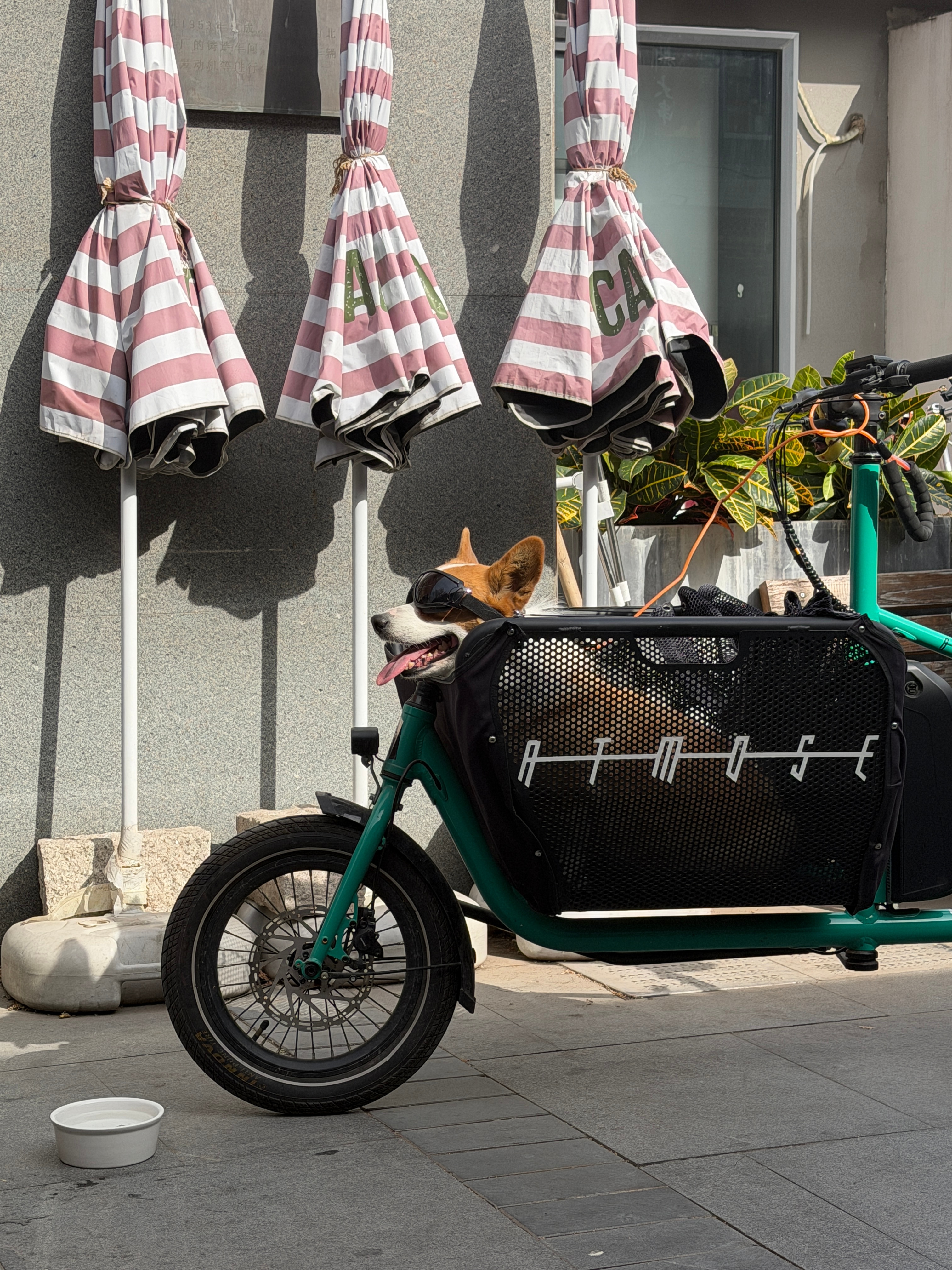 车若初见 专属狗狗的骑行装备