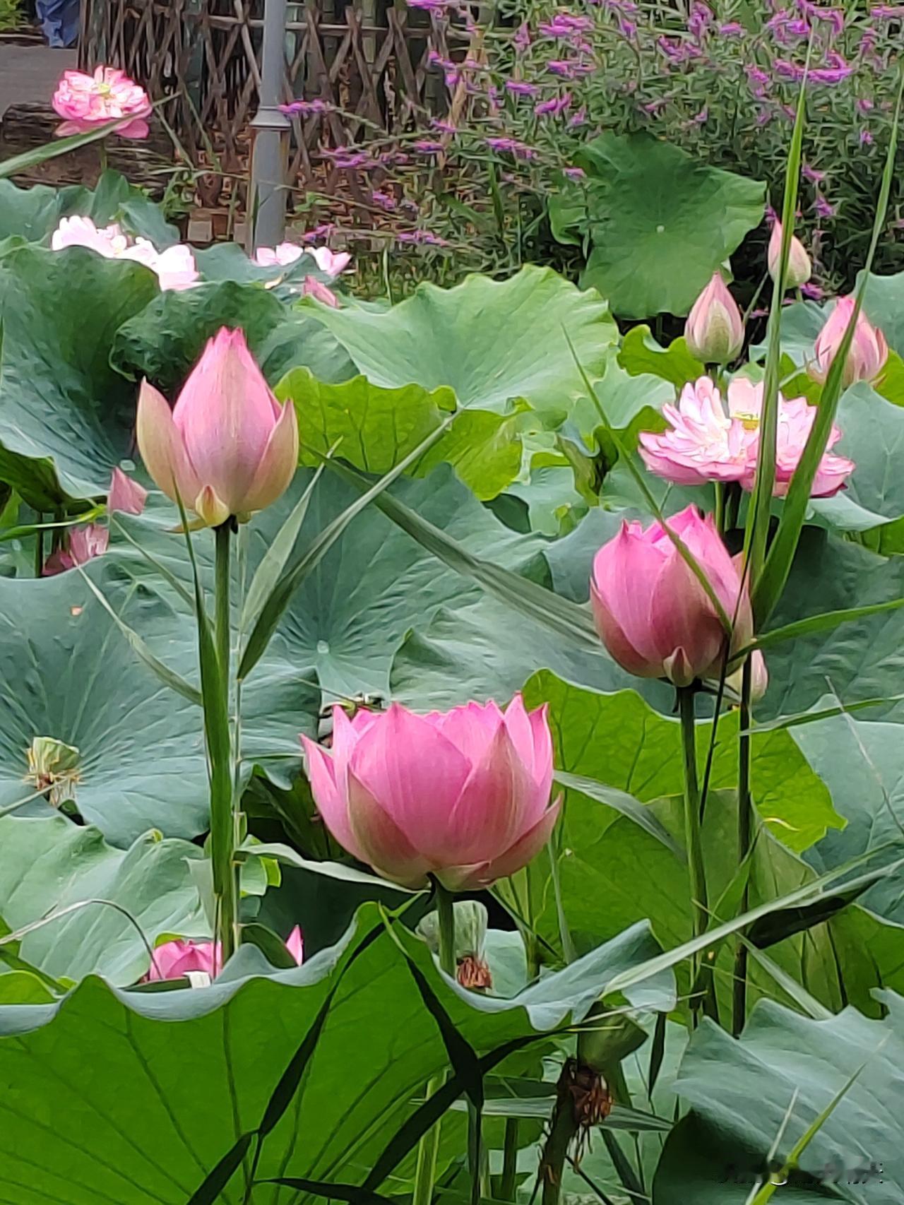 上联：夏日荷花香满池

下联：春朝柳色翠盈堤