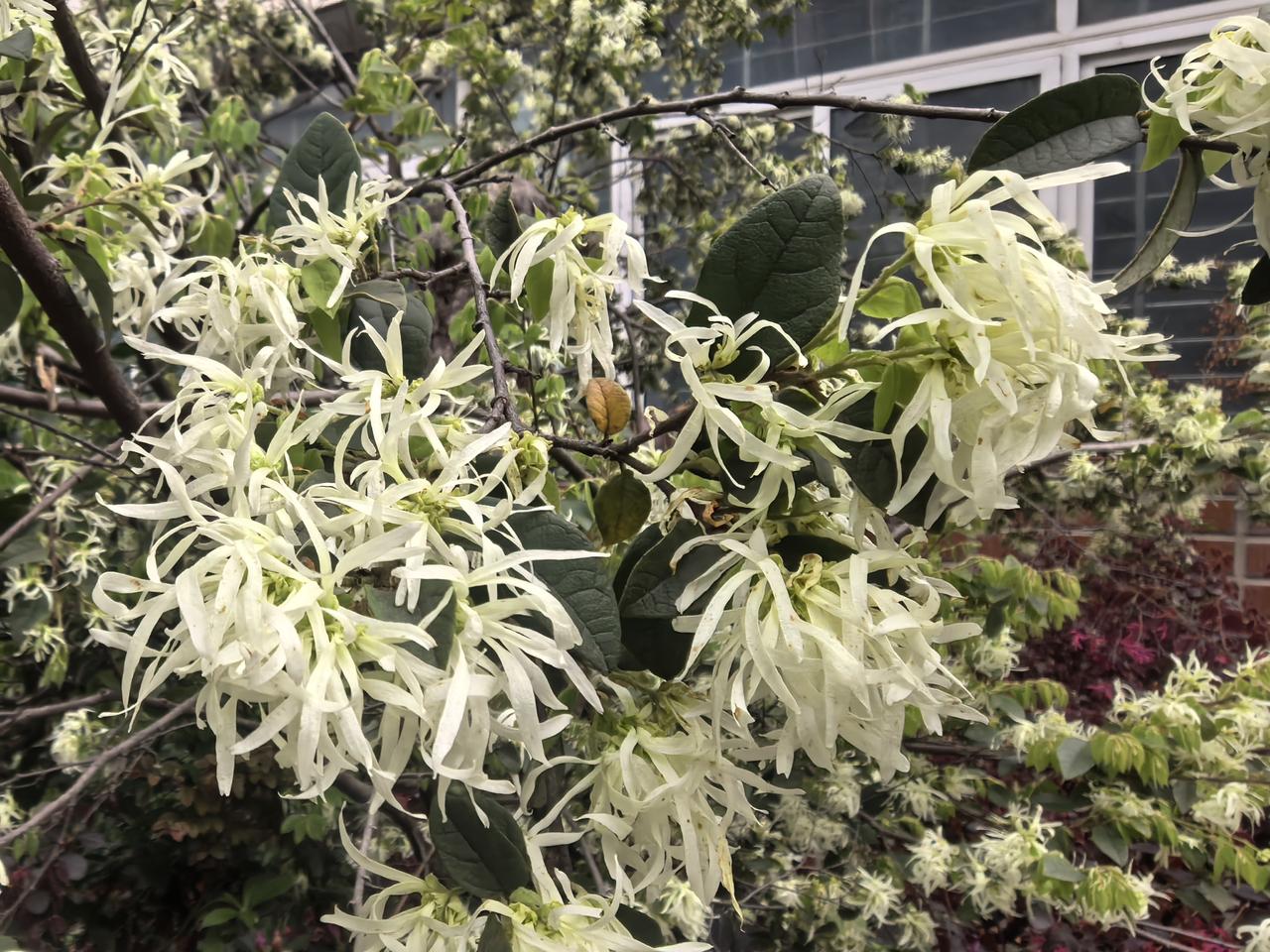 古城四月檵木香
 
四月初的襄阳古城，风里还裹着汉江的清润。墙根下、古巷旁，一丛