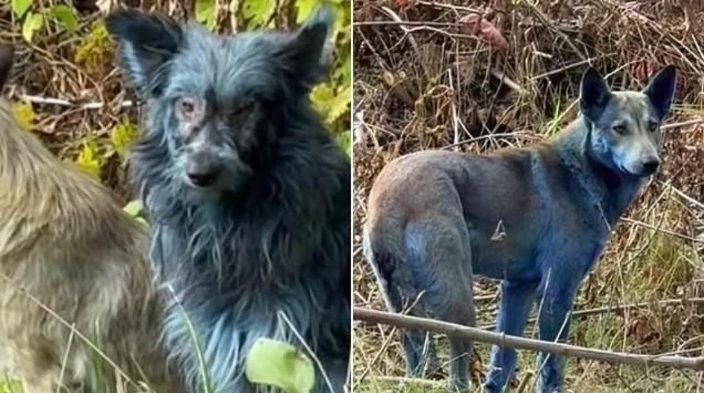 最近，乌克兰切尔诺贝利核电站附近出现了一群“蓝精灵”——不是童话里的角色，而是三