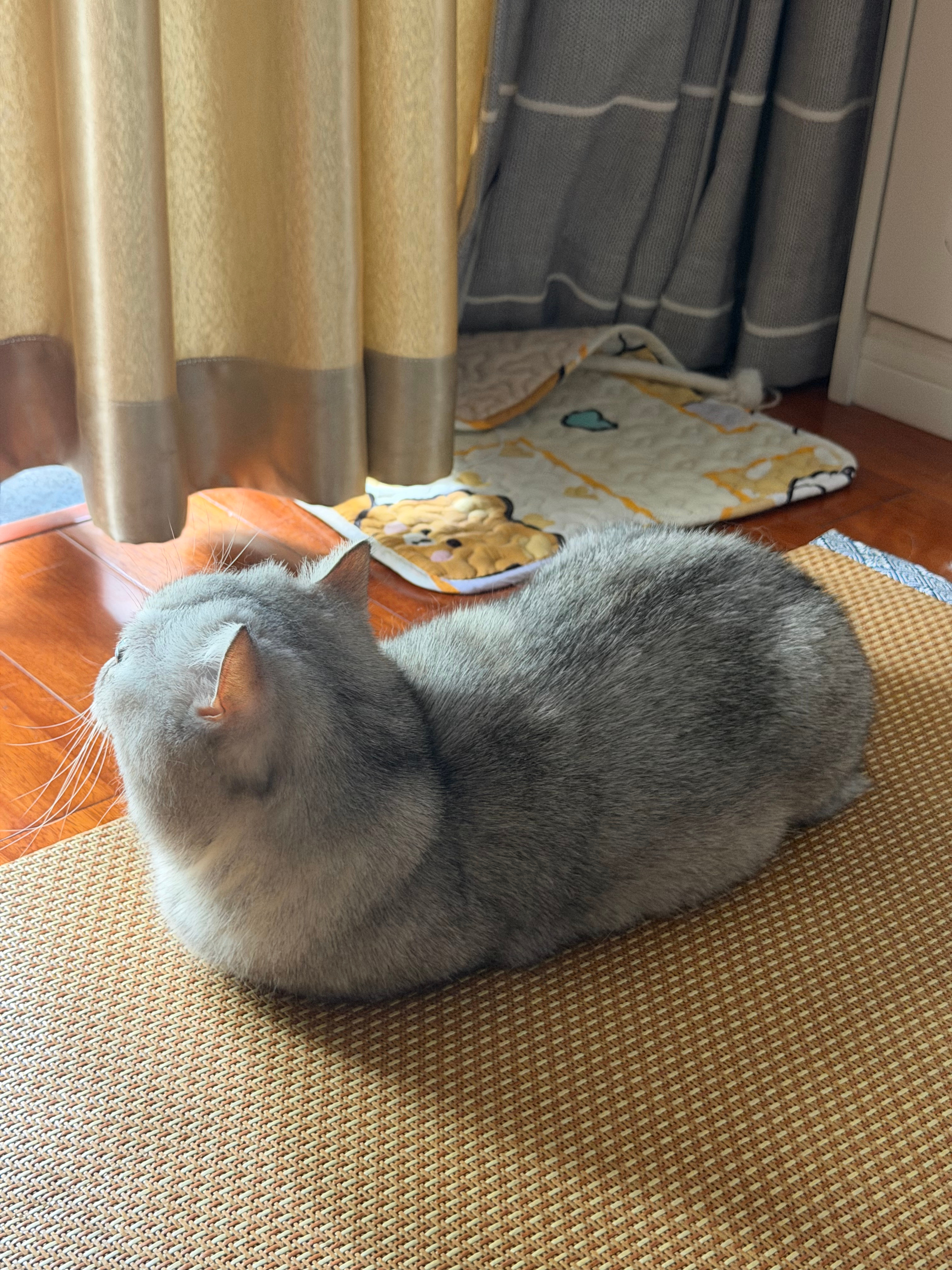猫猫虫 
