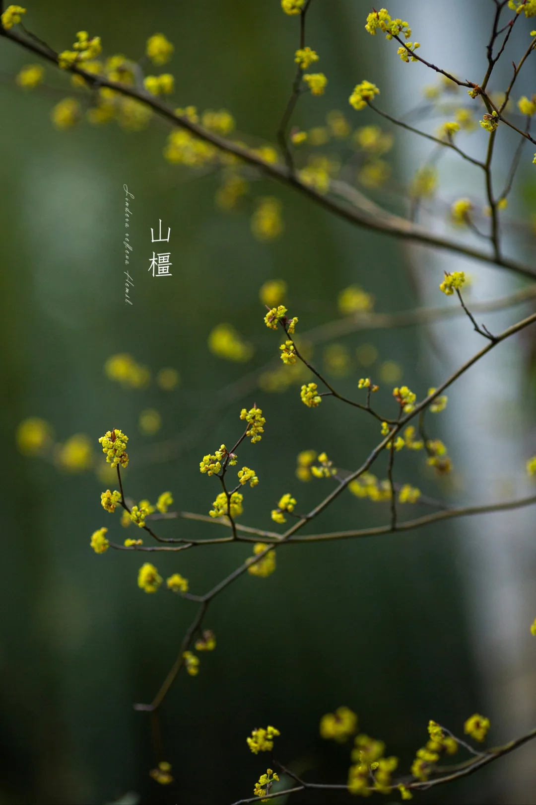 山橿|Lindera reflexa Hemsl.