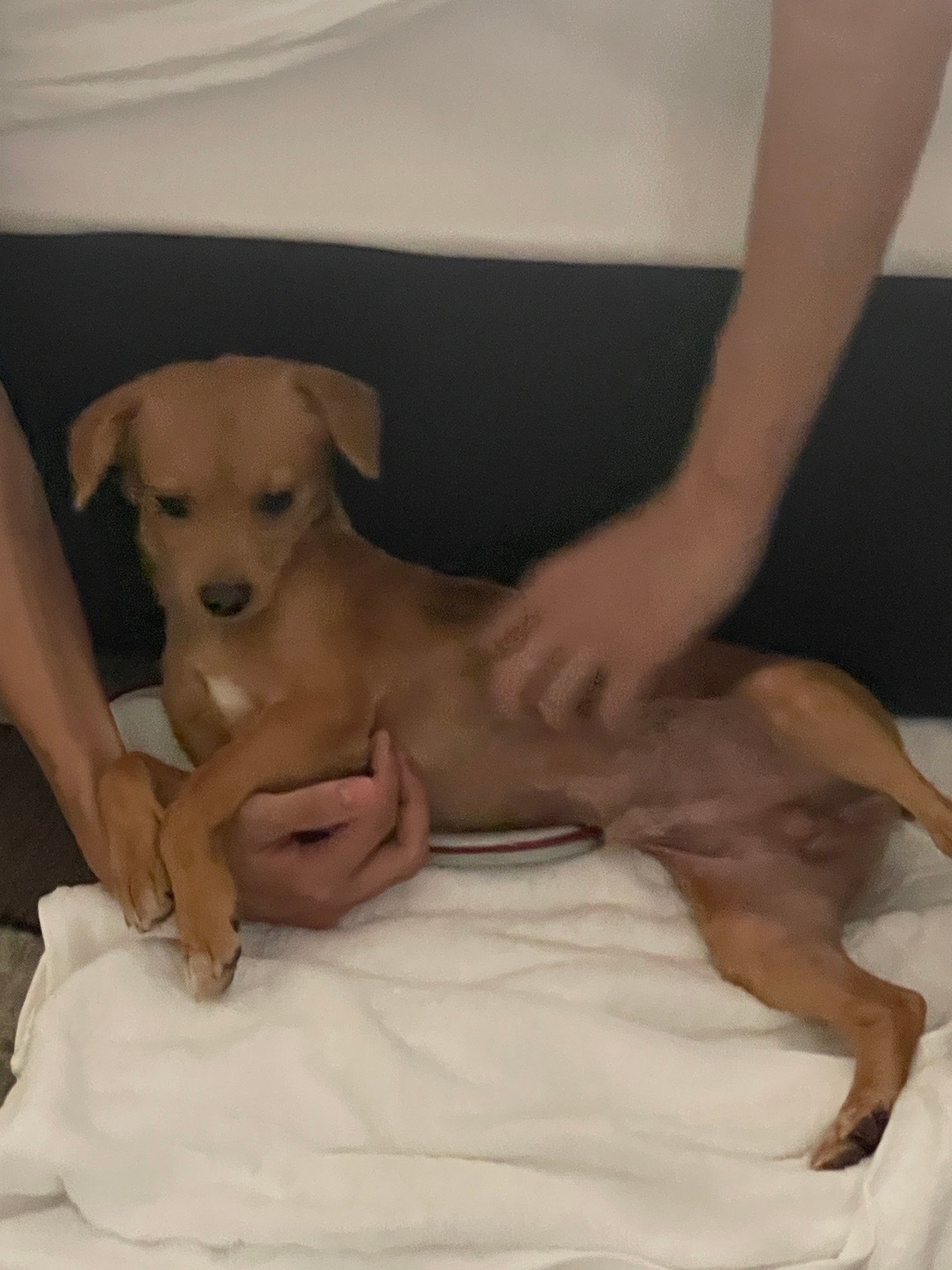 宇宙无敌爱我的狗狗 ​​​