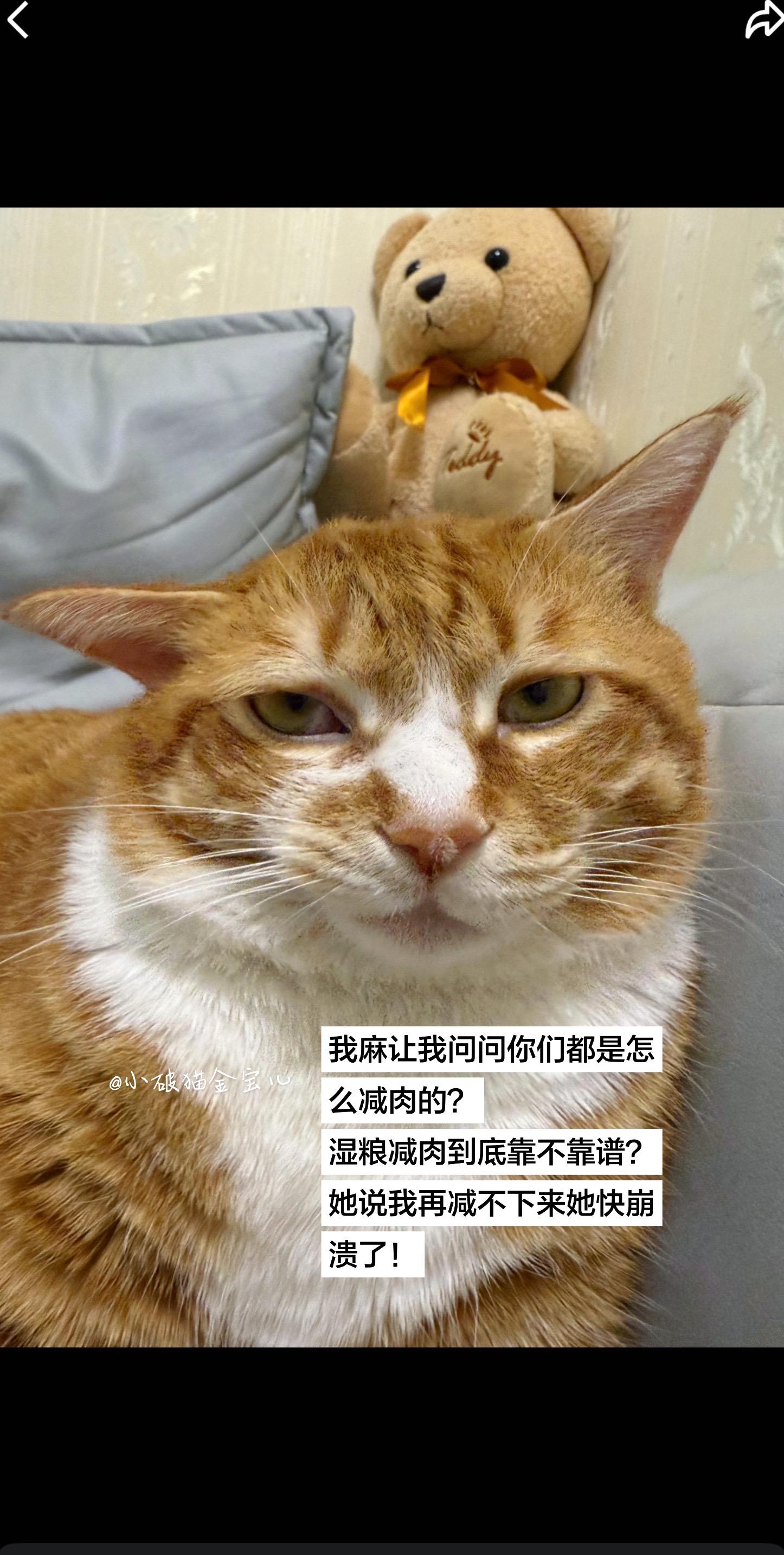 小破猫