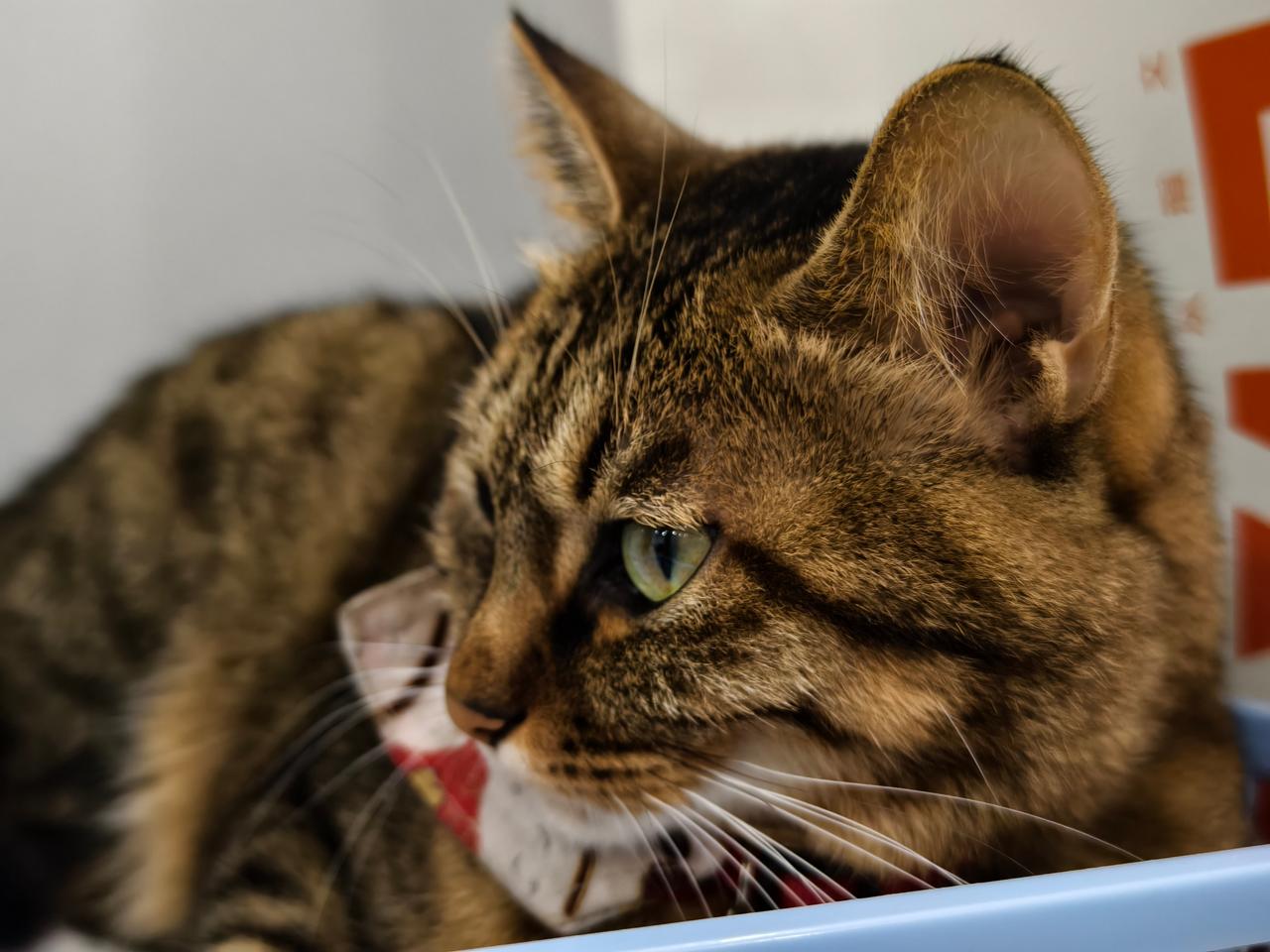 #今日麦当劳日记# 给你个眼神，自己体会。[666]