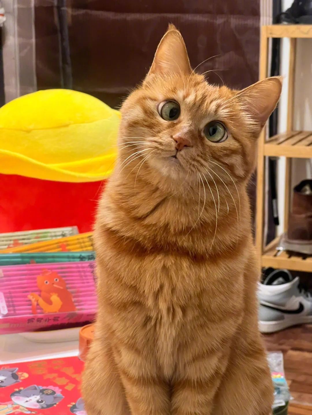 这个世界不能没有小猫小猫治愈世界