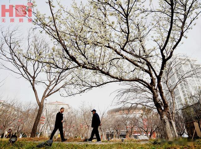 |鹤壁赏樱季！中国最美樱花大道的早樱开了