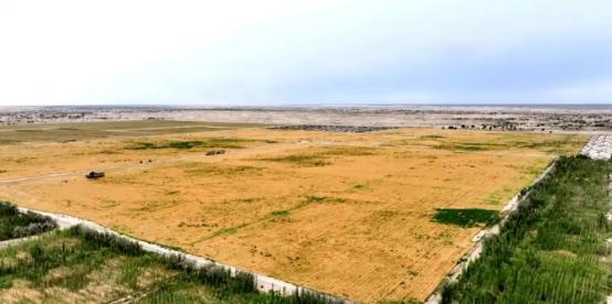 万万没想到，中国工程闹了个大“乌龙”，原本以为在沙漠种小麦产量会很低，不料一亩地