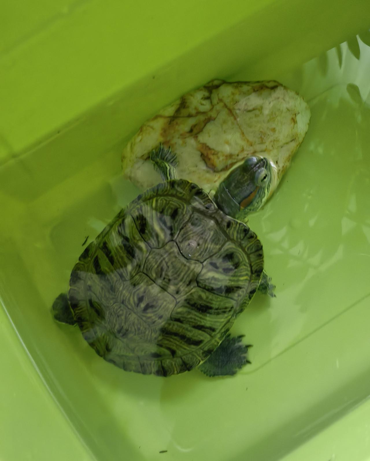 【随手拍与打油诗】

小乌龟🐢
今天是这个美丽的小动物来到我家的第四年。它越来