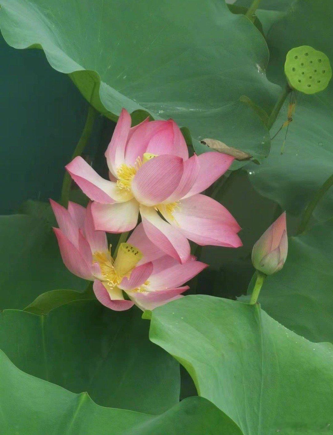 我的车屁股大概有些吸车体质。去年，我我在左转车道上，等绿灯放心。左转车道没有待行