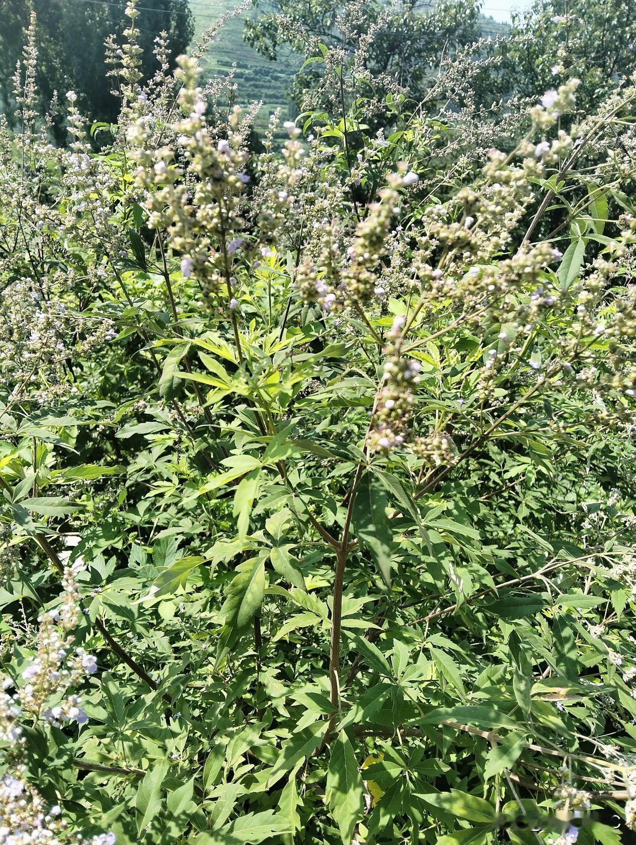 今天来到了李家庄，摘点荆树种子回家晒干，用处就是放在枕头里面当枕头衬用。好处多多