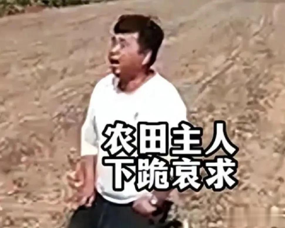 #律师评大妈收割机工作时捡花生：违法#    人家地里的花生正在由机器收采，一群