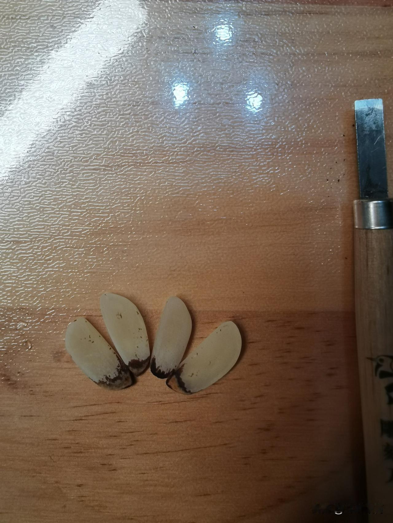 四颗柿子核，不侵权！