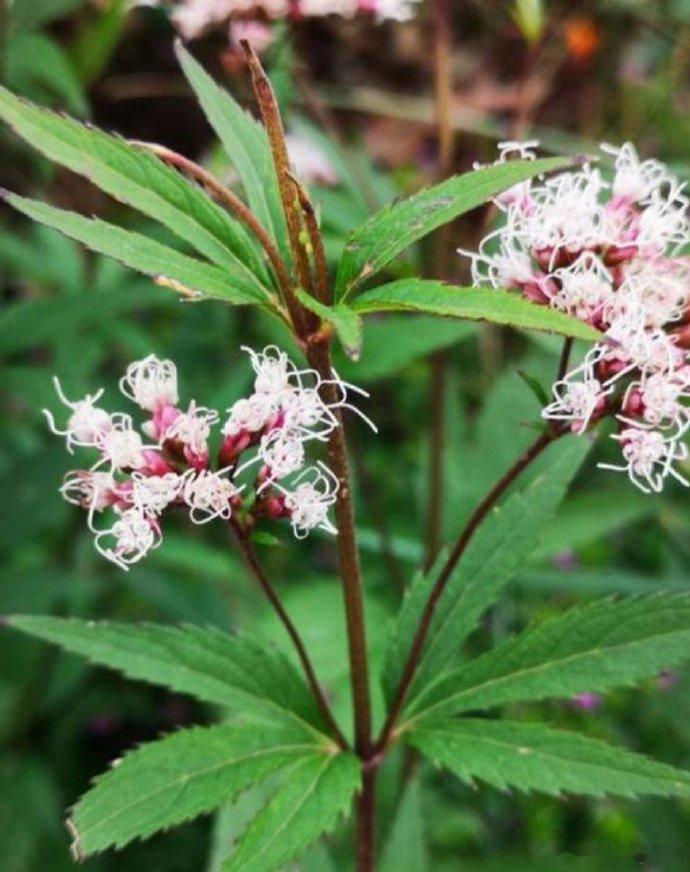 #每天一味中草药# 有一野草，味道沁人心脾，祛湿解暑，能治狐臭、口臭，便宜又好用