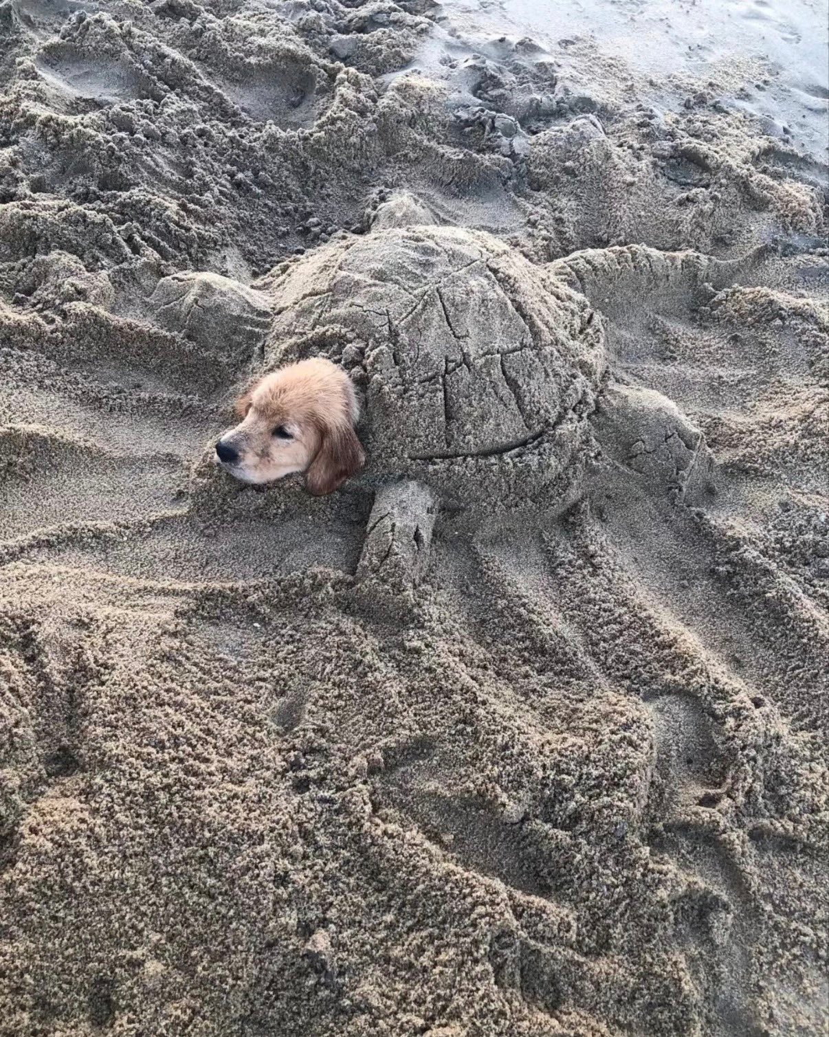 在沙滩上爪爪开花的小狗🐕混进一只乌龟狗 