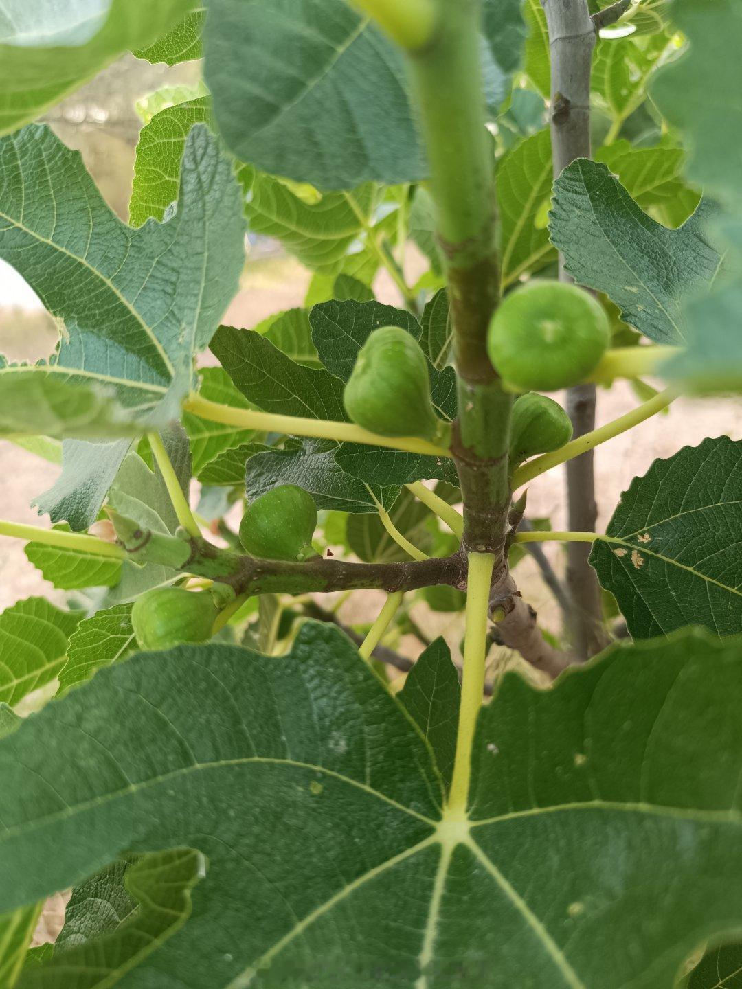 今年院子里就要有无花果和葡萄的收成了，开心，感谢大自然的馈赠虽然无花果到处都是，
