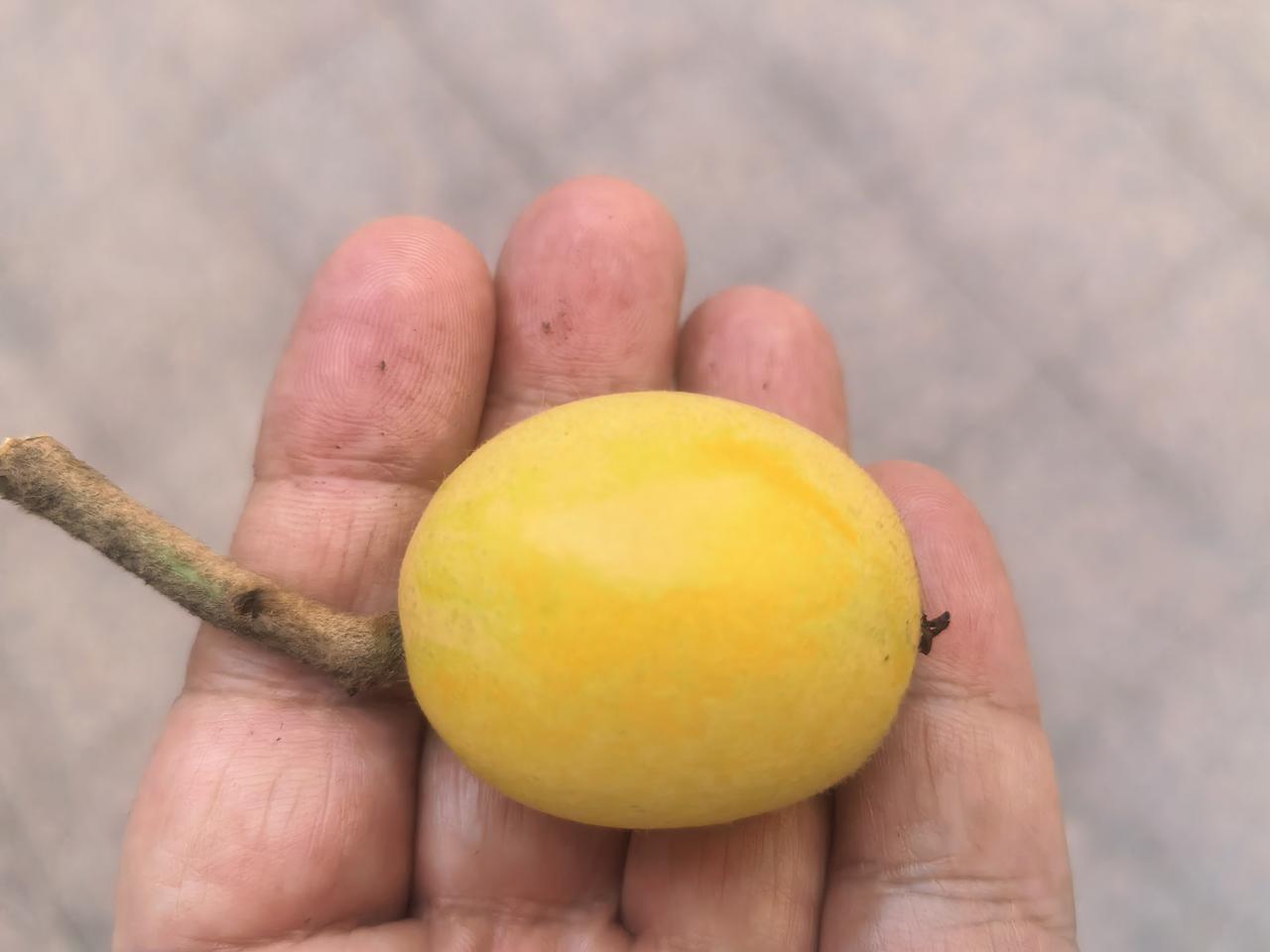 花园里的枇杷成熟了