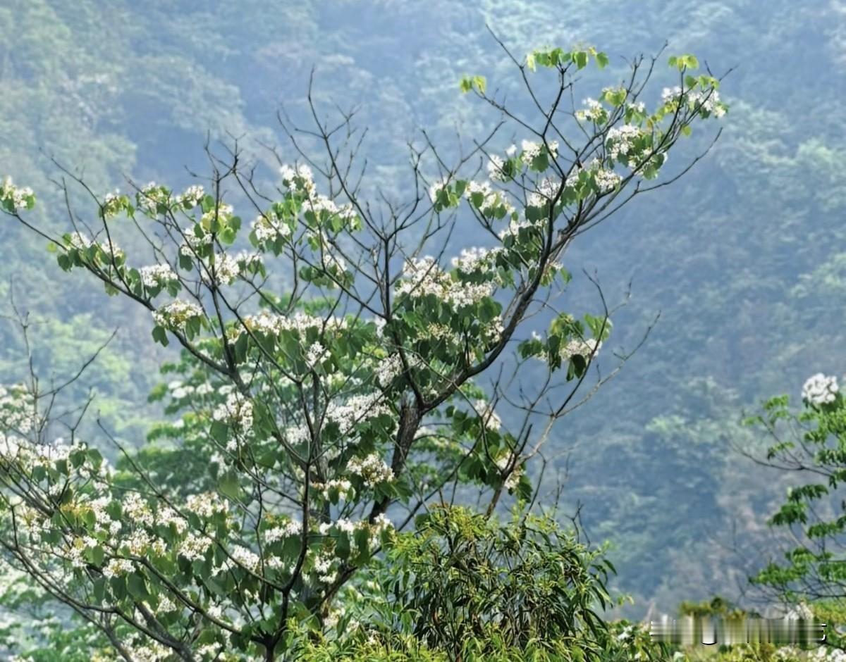 今年春天最想实现的心愿疏枝托着簇簇白花，在黛色山雾前舒展成春的模样。新叶裹着柔白