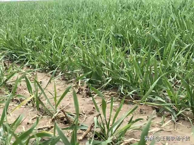 麦子一倒，一年白干！90%农户忽视的“防倒伏三件套”，最后一招成本只要5块钱
