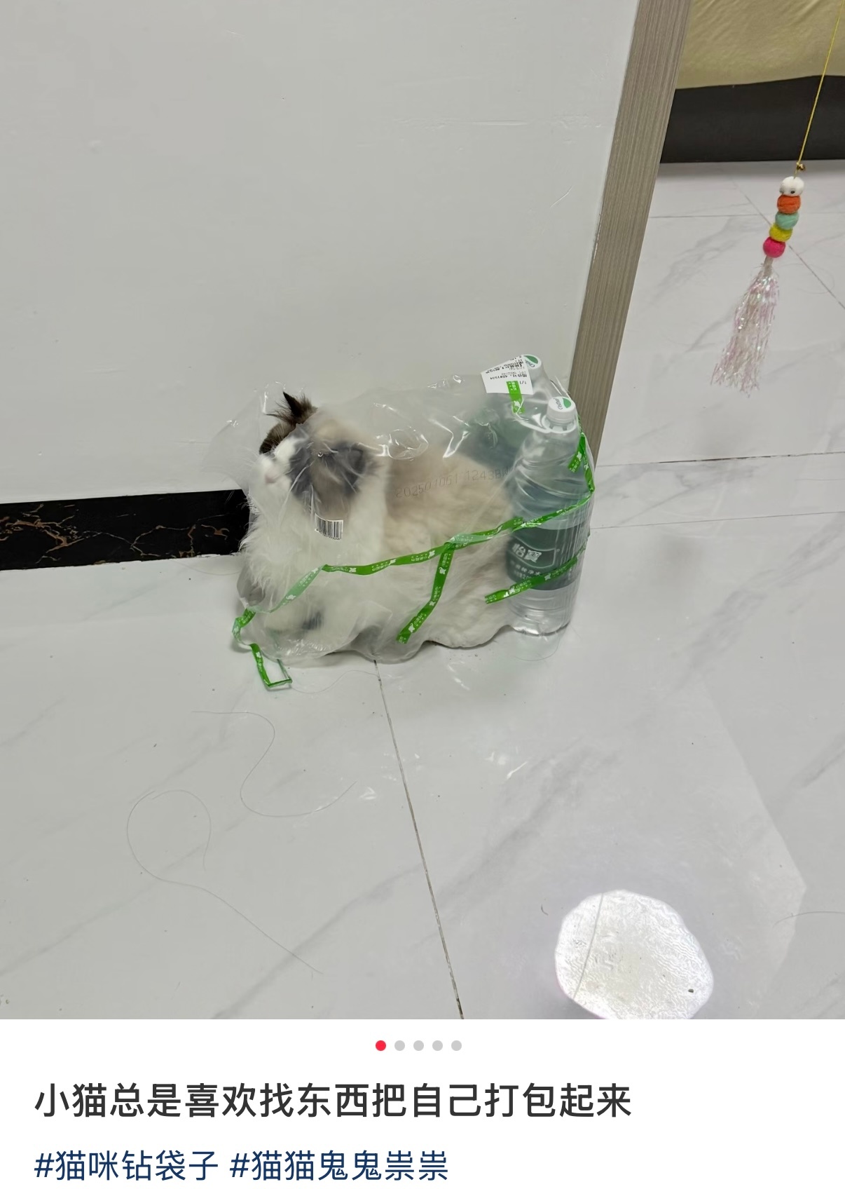 小猫总喜欢把自己打包起来 