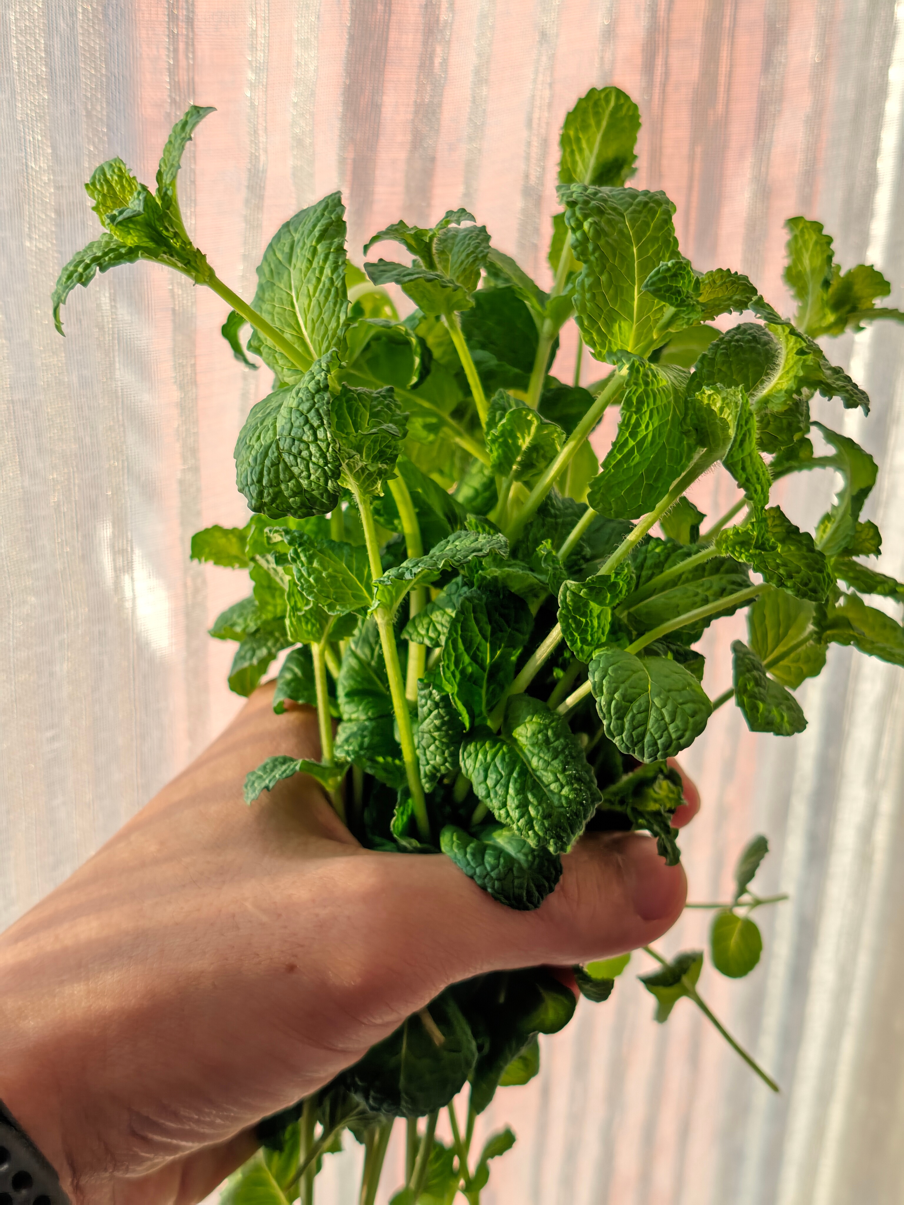 过年前几天买了几棵薄荷种在花盆里，给鹦鹉小蓝和布丁 啃着玩结果这玩意长得也太快了