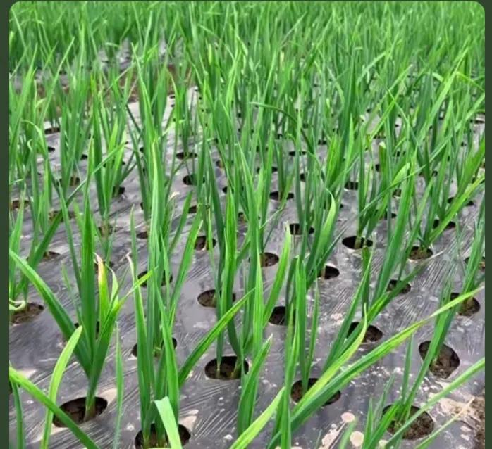 一颗普通大蒜，为何让美国如此紧张？
 很多人可能都没意识到，我们厨房里最平常、最