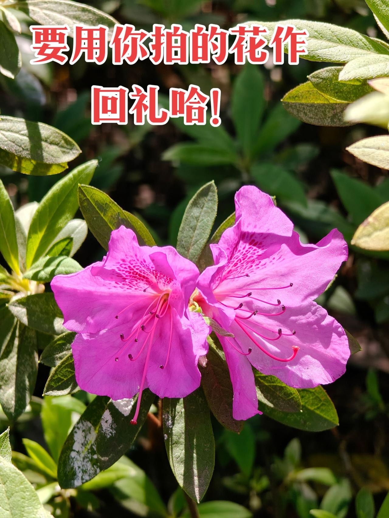 用一张照片证明你是花友