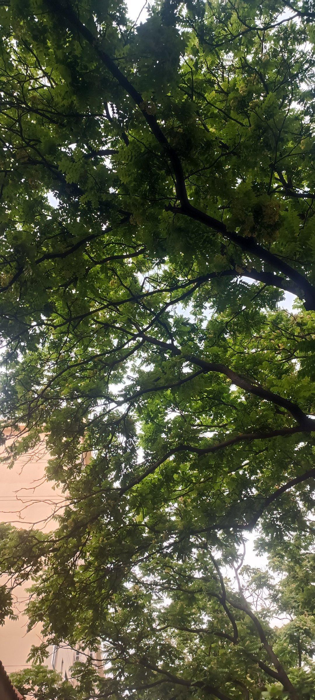 不知道是什么树，开绿色的花，幽香袭人。 
