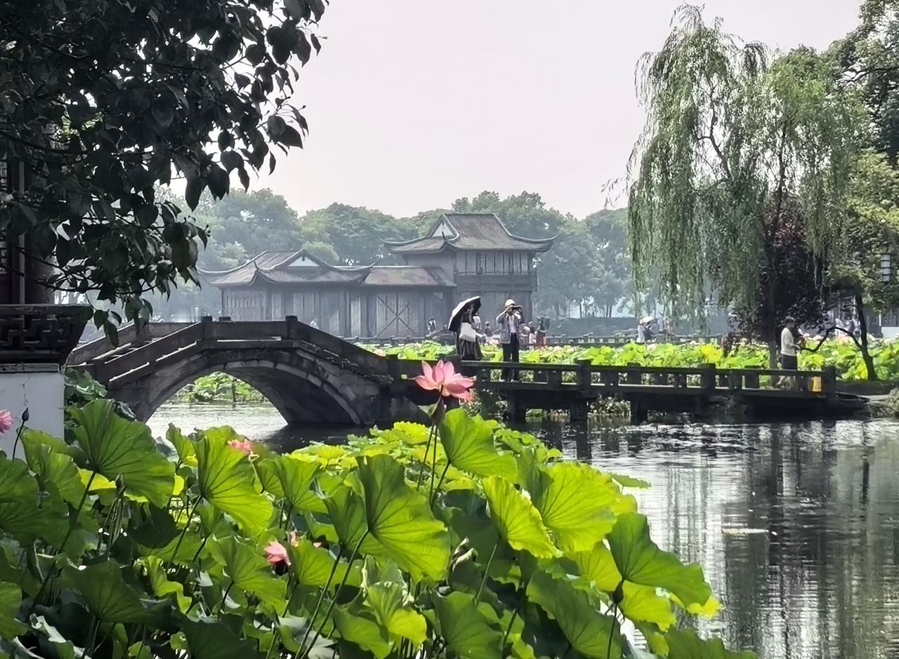 曲院荷意浓
