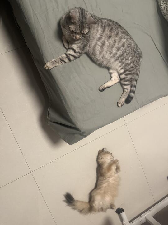 这就是他在笑，他在闹