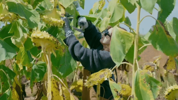 内娱明星都开始干农活了杨超越孙艺洲刘奕君干活也太利落了，忙的热火朝天。这干完活不