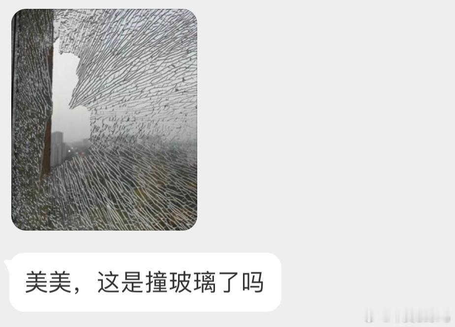 #撞玻璃的鸟# 鸟撞的惨烈不为人知 ​​​