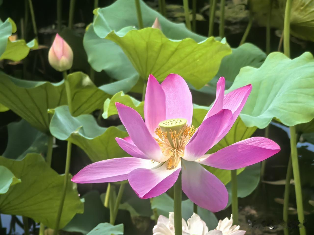 紫竹院荷花渡：荷花绽放吐蕊，婀娜多姿。