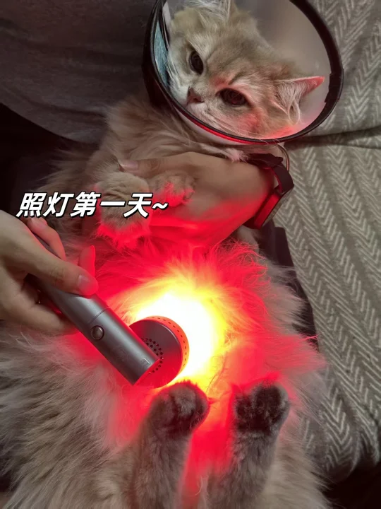 母猫绝育后伤口出脓😢-护理篇