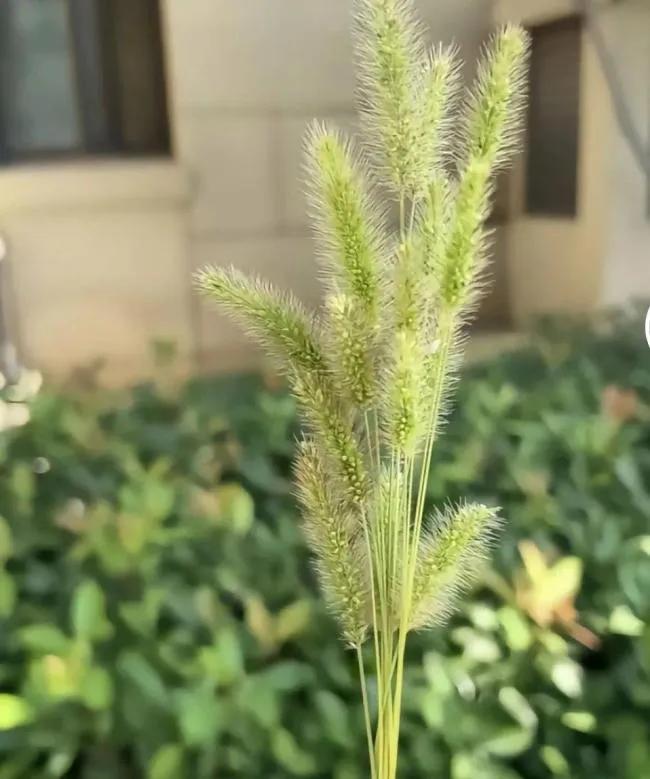 10 月 13 日，河南一位宝妈的举动惊呆了一众网友。她用狗尾巴草给孩子点痣，并