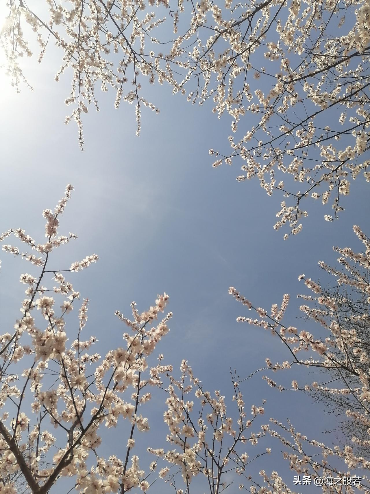 今天是二月二，龙抬头，正赶上春分，据说这样的巧遇，本世纪仅有三次呢。

每到这一