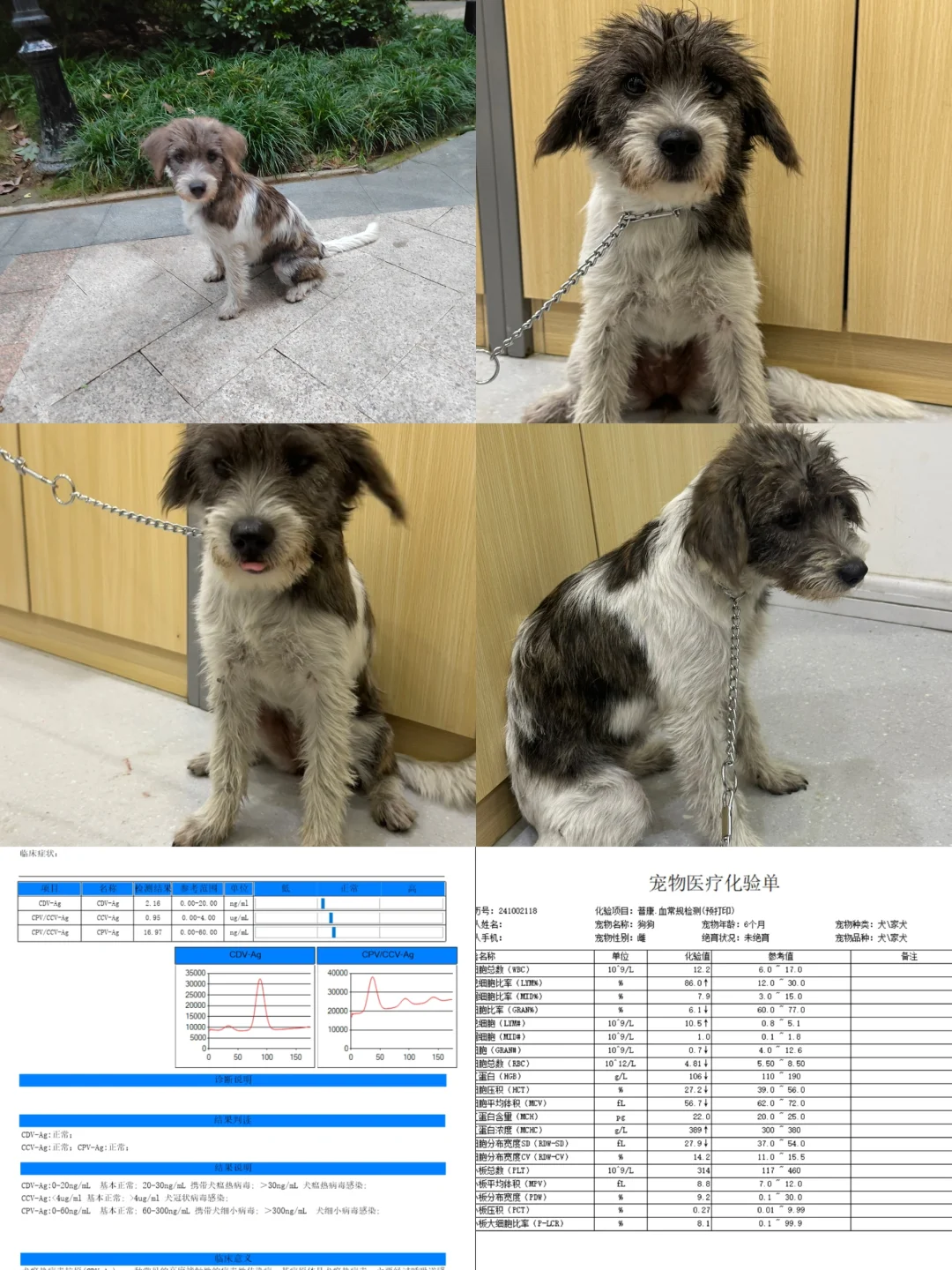 成都弃养狗狗找领养