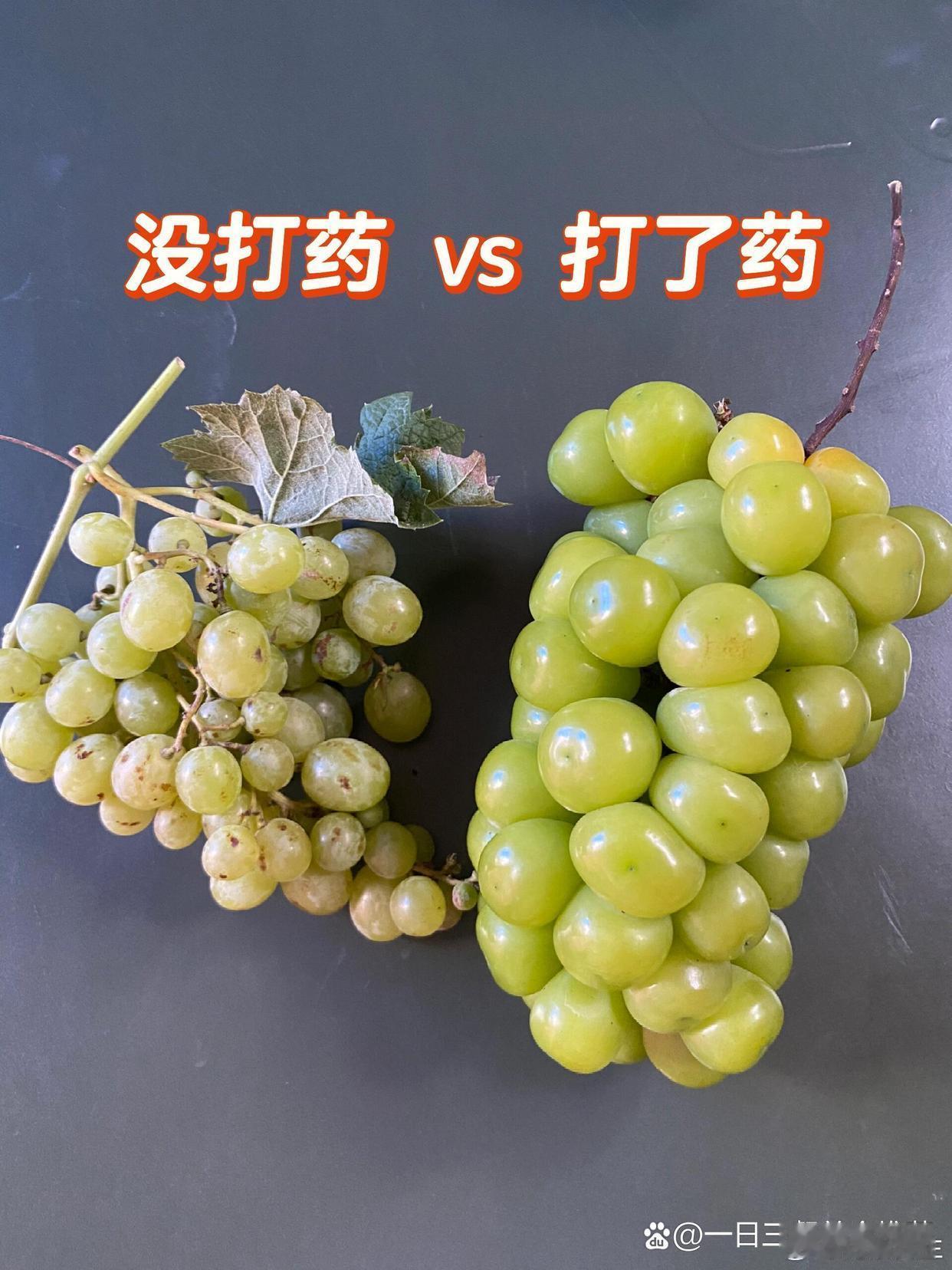 爷爷种的葡萄VD市场买的阳光玫瑰，你会吃哪一种？ ​​​